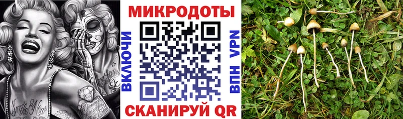 гидра ссылка  Кохма  Галлюциногенные грибы Cubensis 